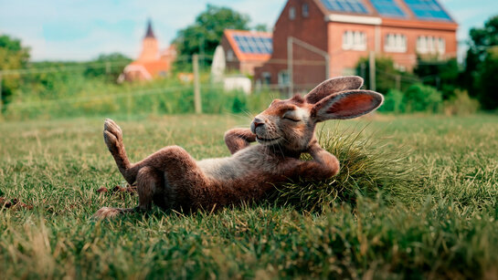 Haas ontspannen in het gras, besparen dankzij zonnepanelen aanmelden Haas ligt ontspannen in het gras, symbool voor financiële voordelen zoals injectievergoeding bij het aanmelden van zonnepanelen